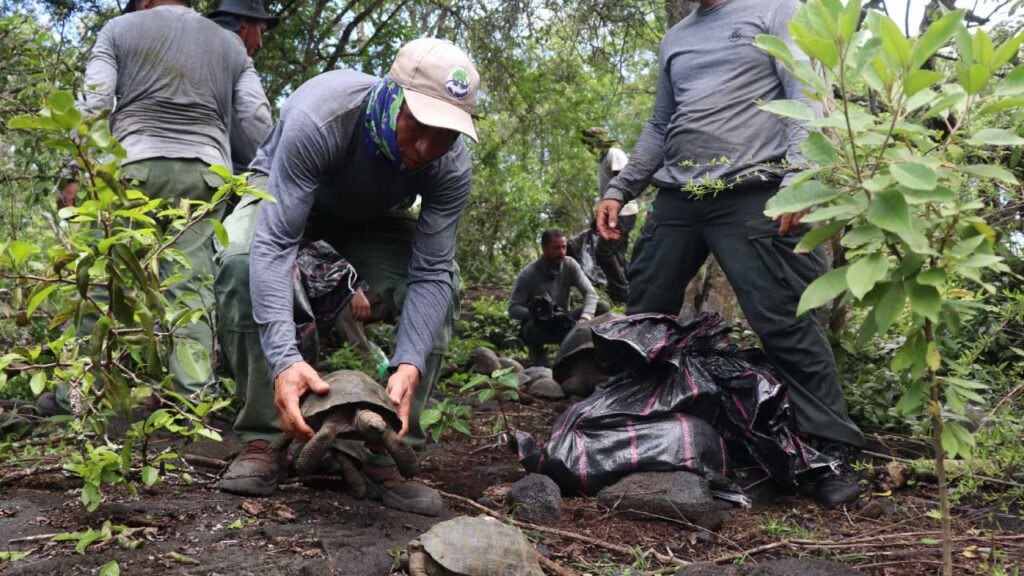 Tortugas Gigantes vuelven a su habitad en isla isabela galapagos