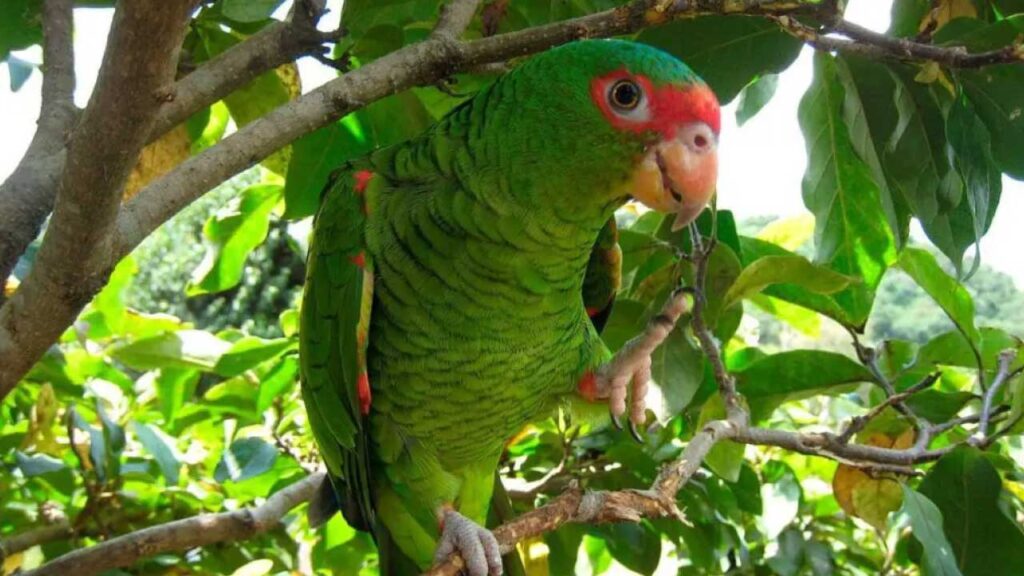 reserva natural en Loja protege al loro carirrojo