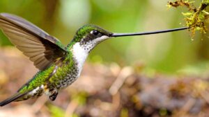 colibríes de pico largo