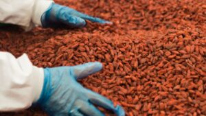 exportaciones de cacao